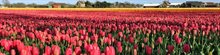 veld met roze tulpen