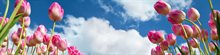 roze tulpen met blauwe lucht