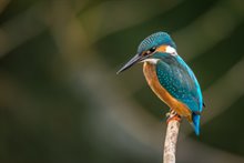 Ijsvogel